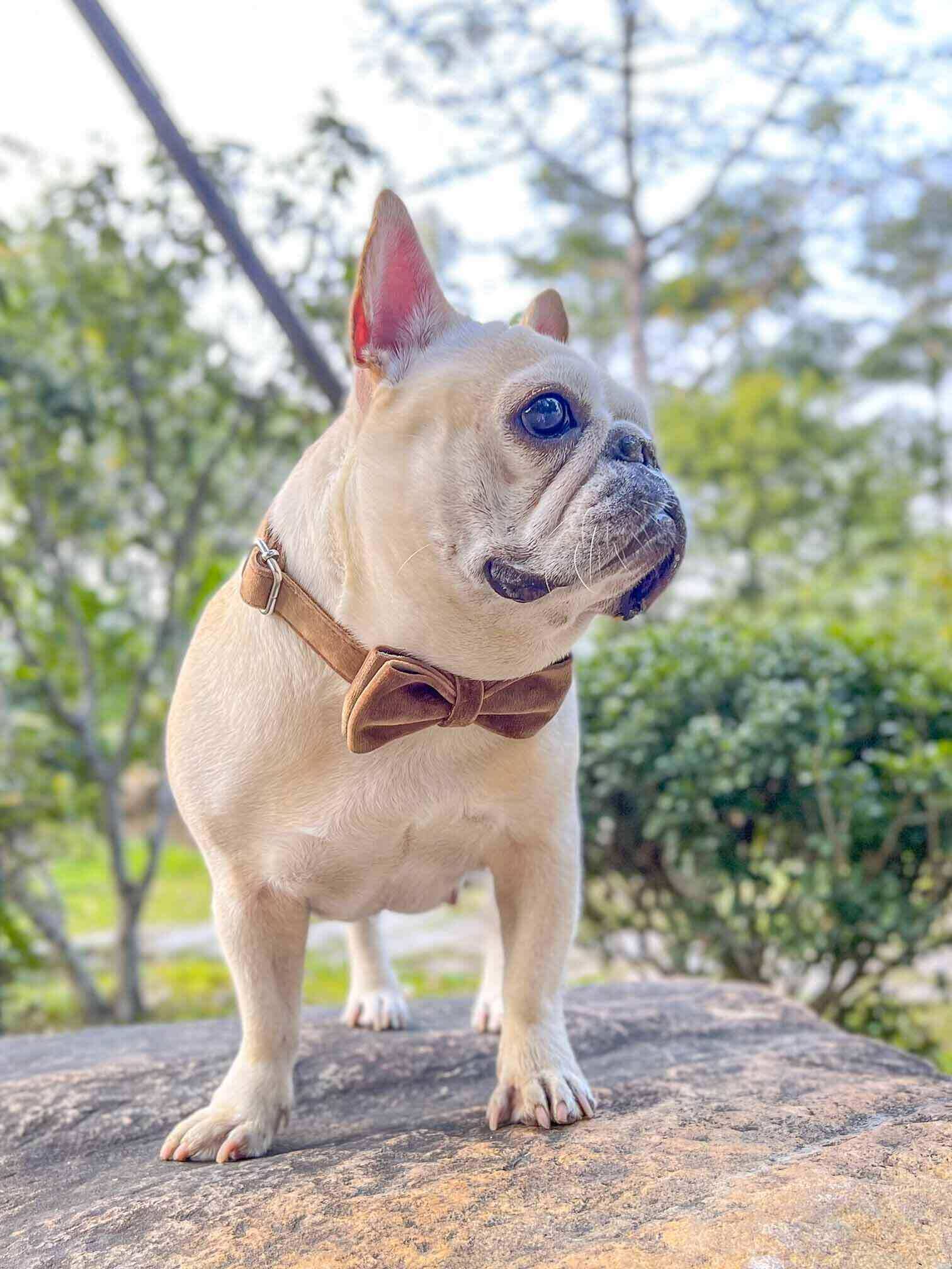 Dog Fawn Collar - Frenchiely