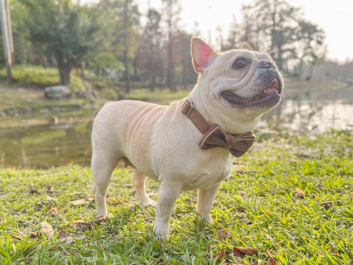 Dog Fawn Collar - Frenchiely