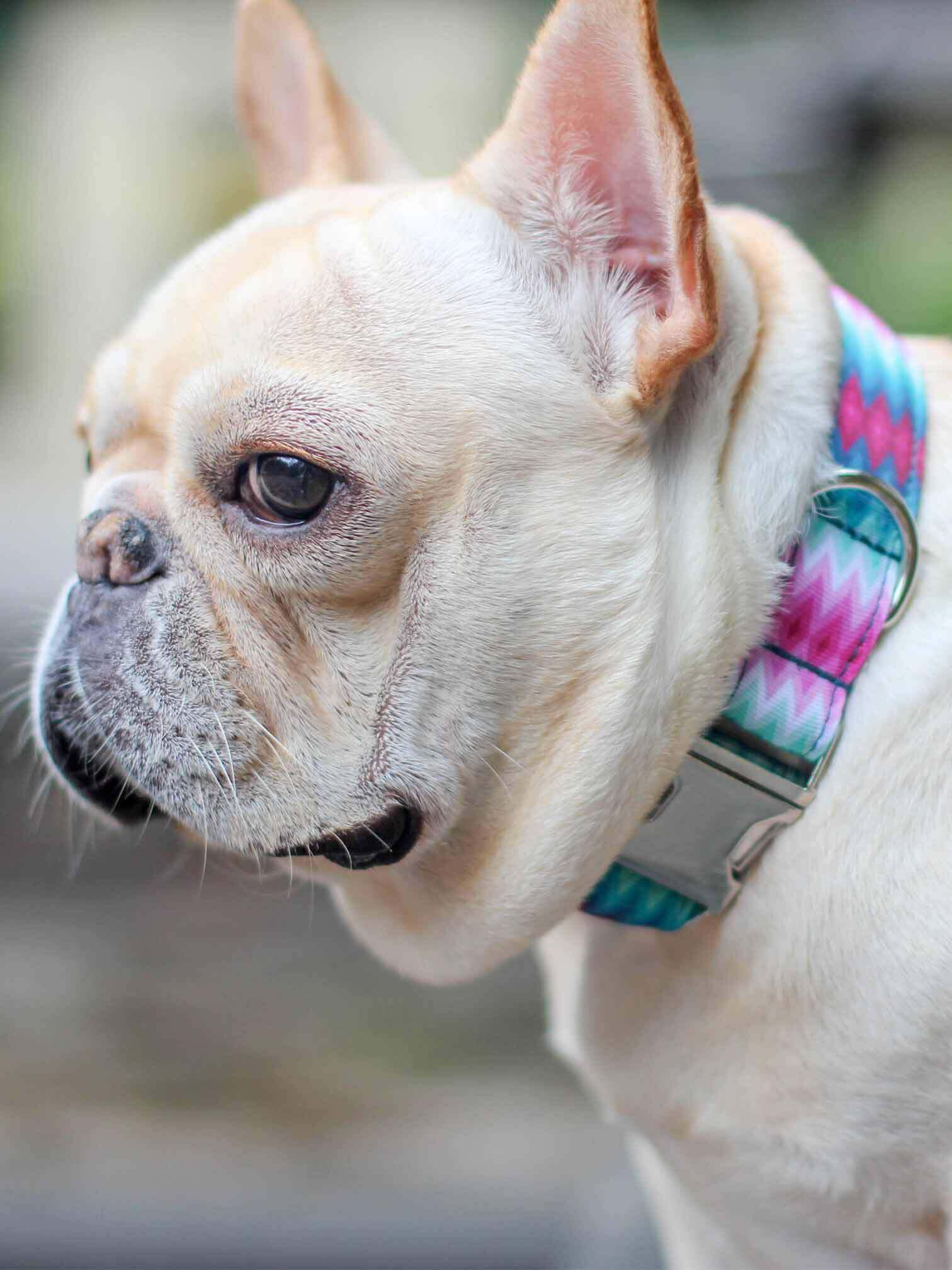 Dog Leash Set-Waves - Frenchiely