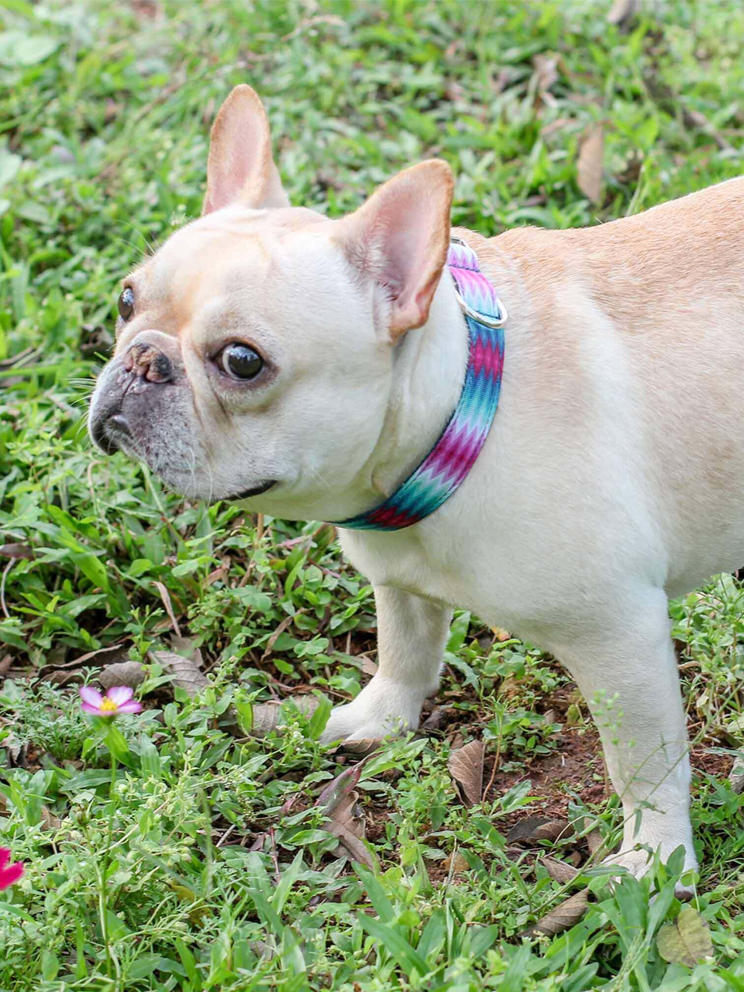 Dog Leash Set-Waves - Frenchiely