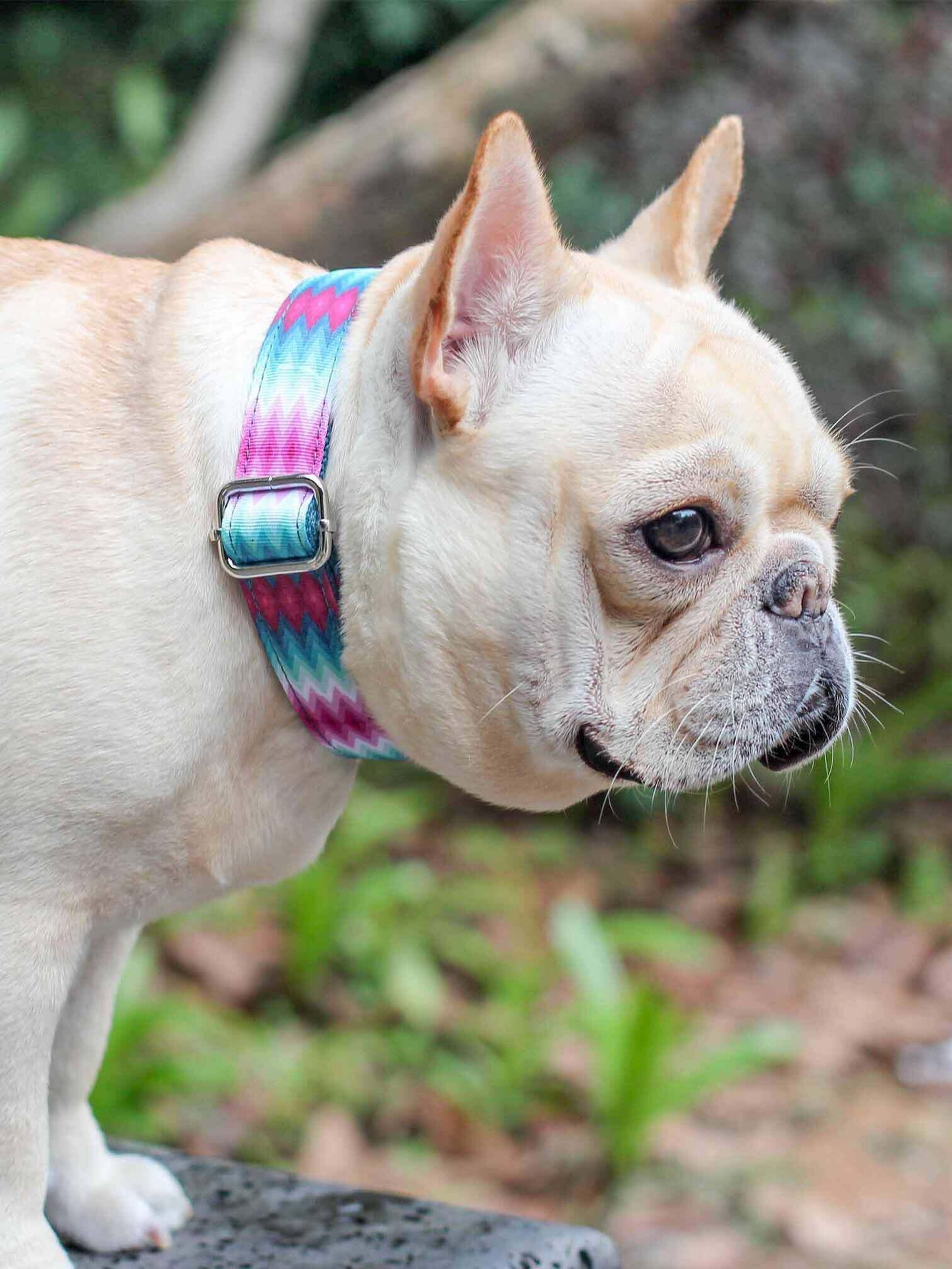 Dog Leash Set-Waves - Frenchiely