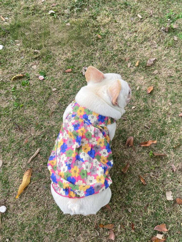 Dog Floral Dress for french bulldogs by Frenchiely