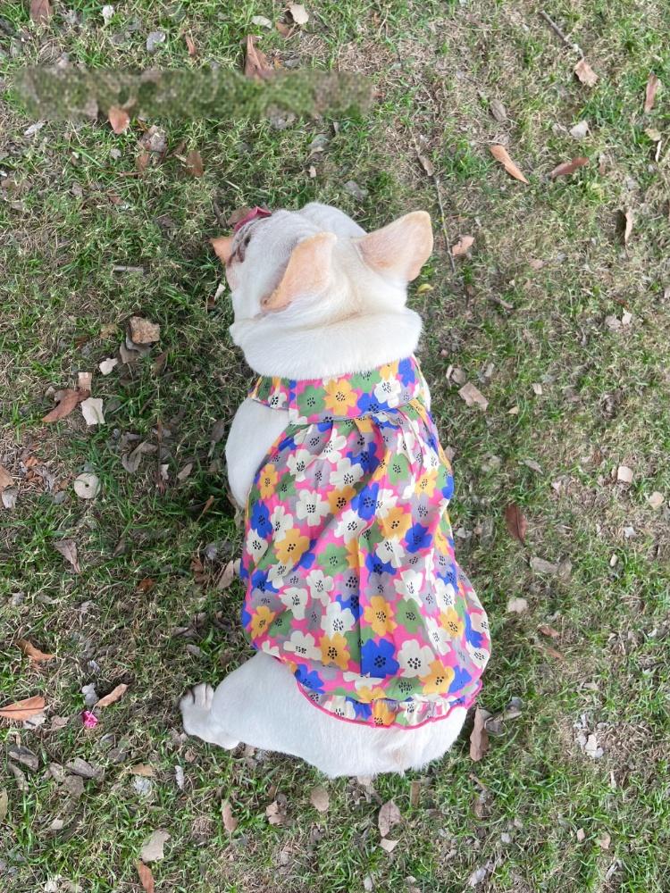 Dog Floral Dress for french bulldogs by Frenchiely