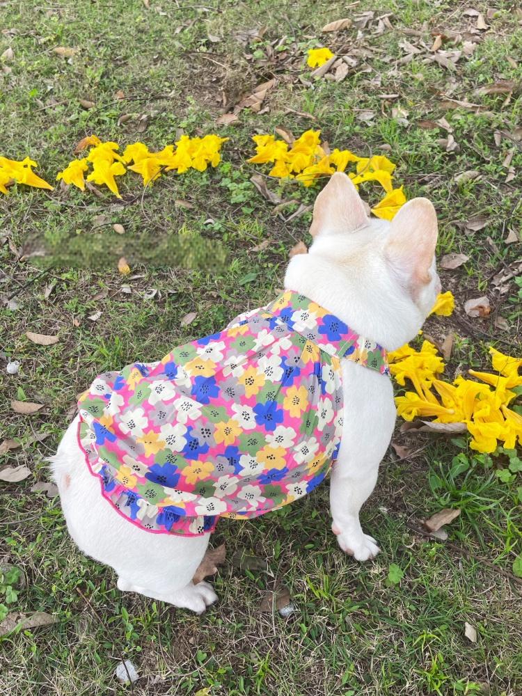 Dog Floral Dress for french bulldogs by Frenchiely