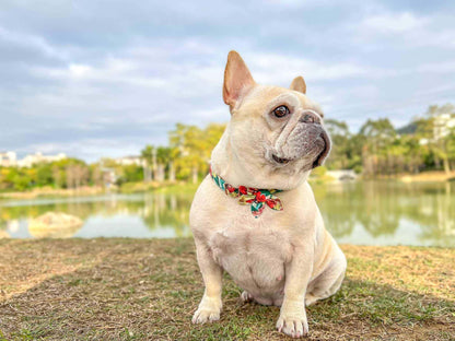 Dog Colored Flower Collar - Frenchiely