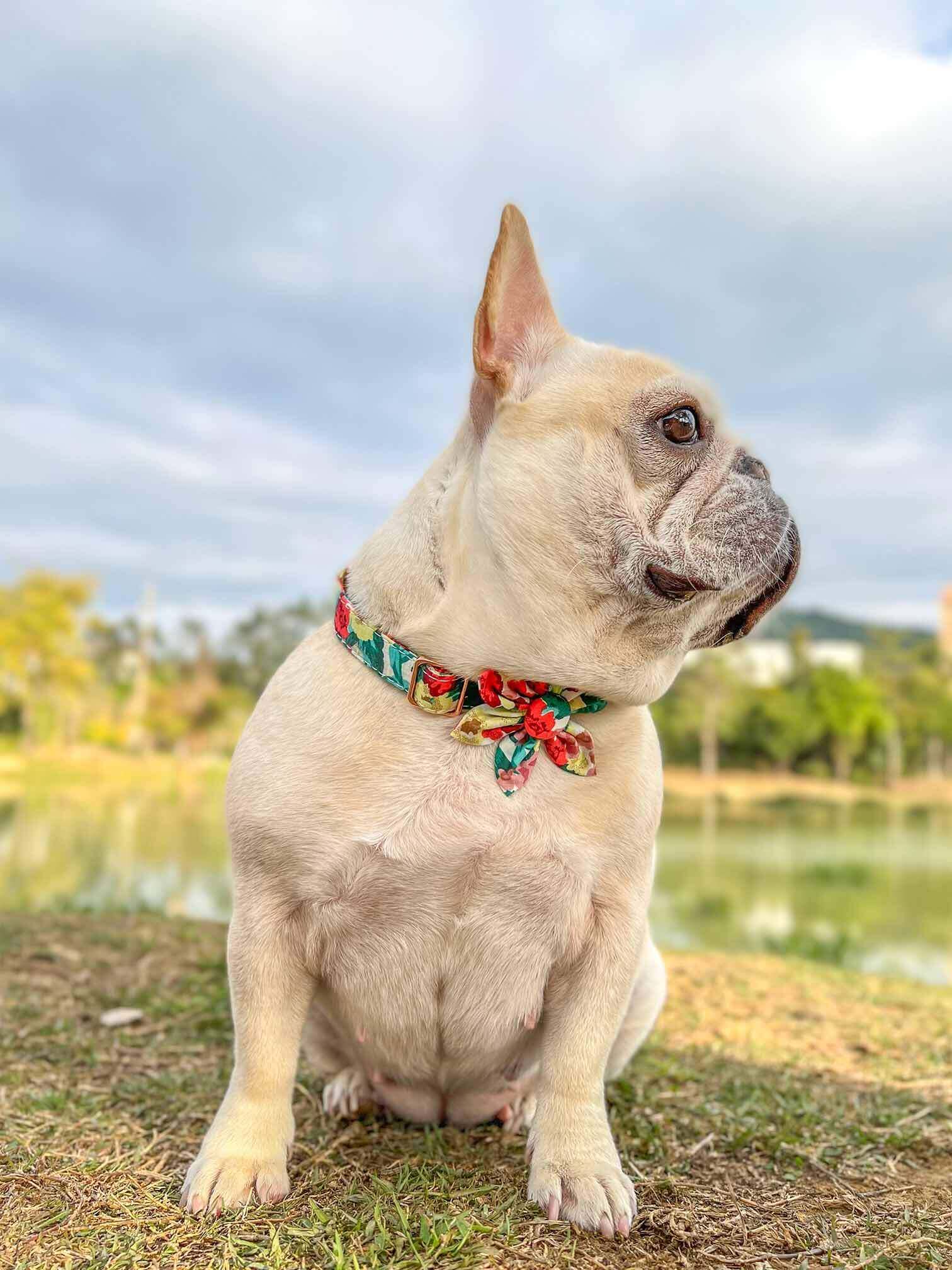 Dog Colored Flower Collar - Frenchiely