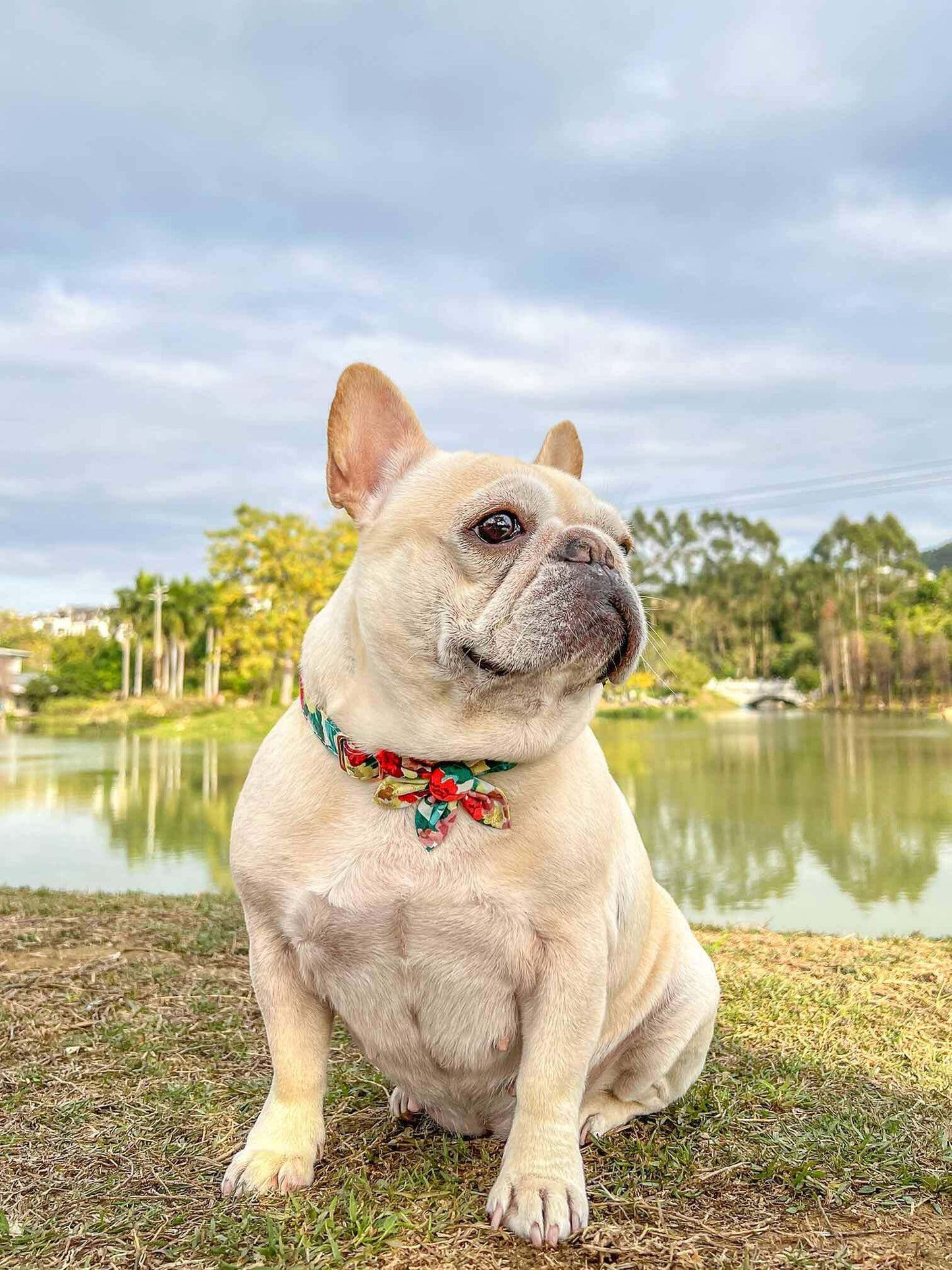 Dog Colored Flower Collar - Frenchiely