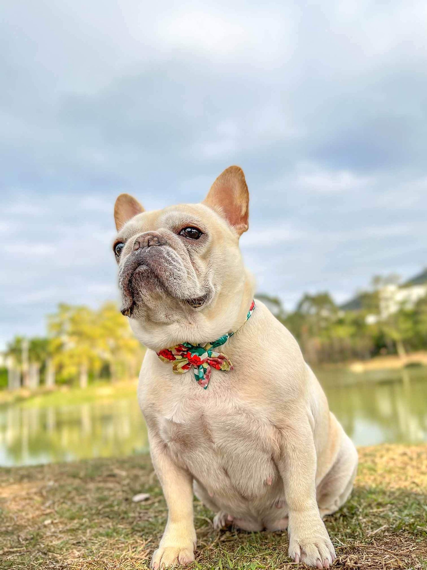 Dog Colored Flower Collar - Frenchiely