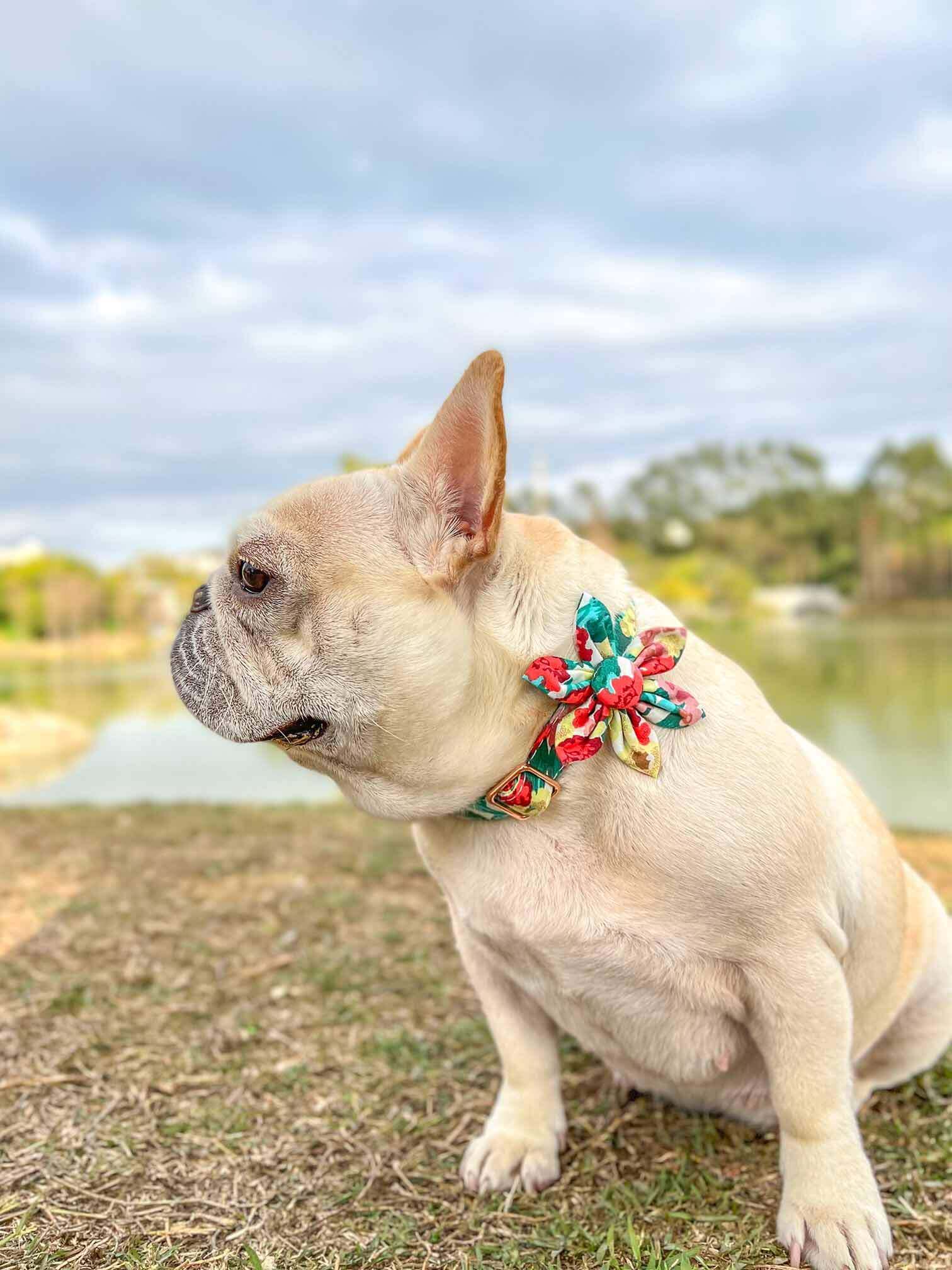 Dog Colored Flower Collar - Frenchiely