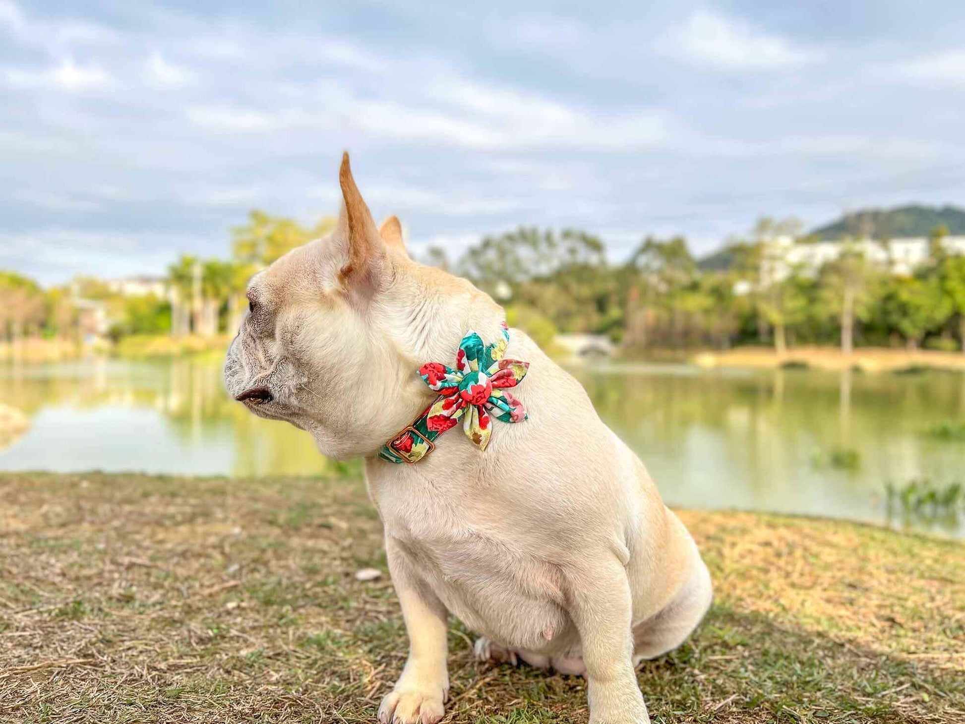 Dog Colored Flower Collar - Frenchiely