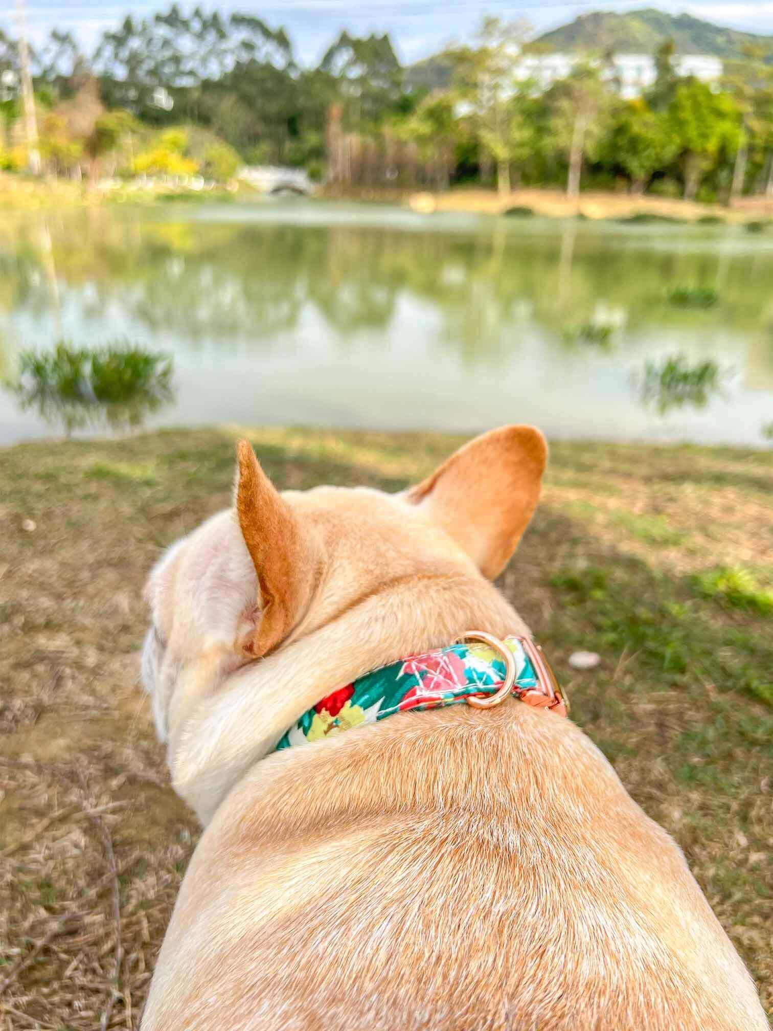 Dog Colored Flower Collar - Frenchiely