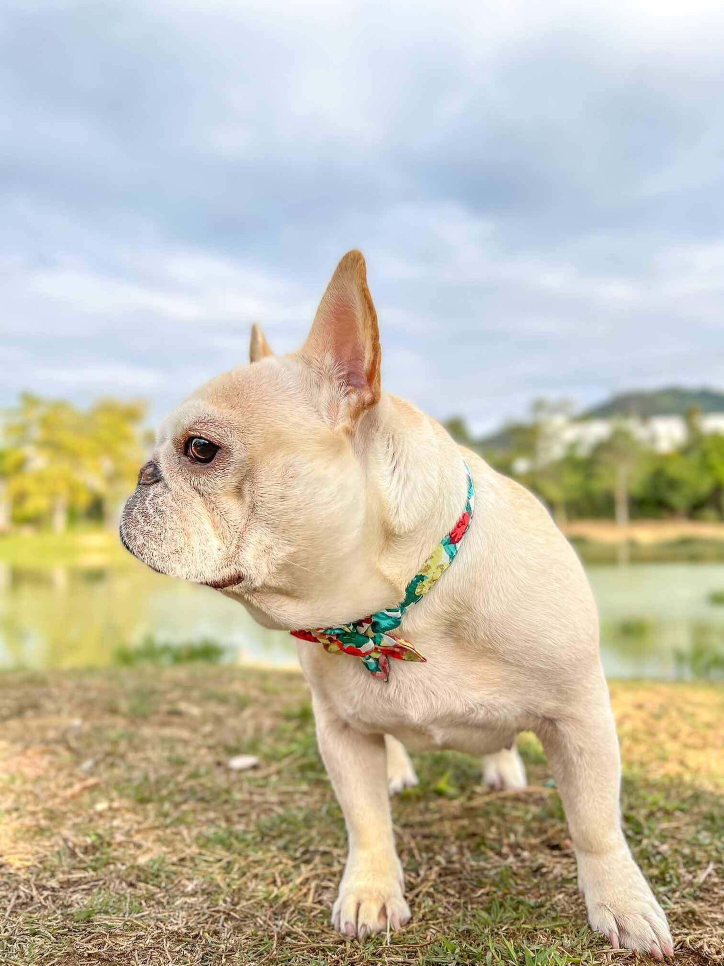 Dog Colored Flower Collar - Frenchiely