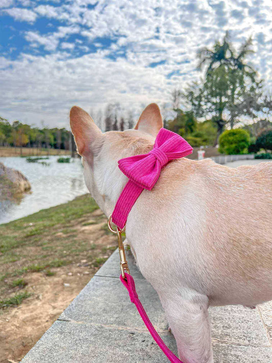 Dog Fuscia Leash Set - Frenchiely