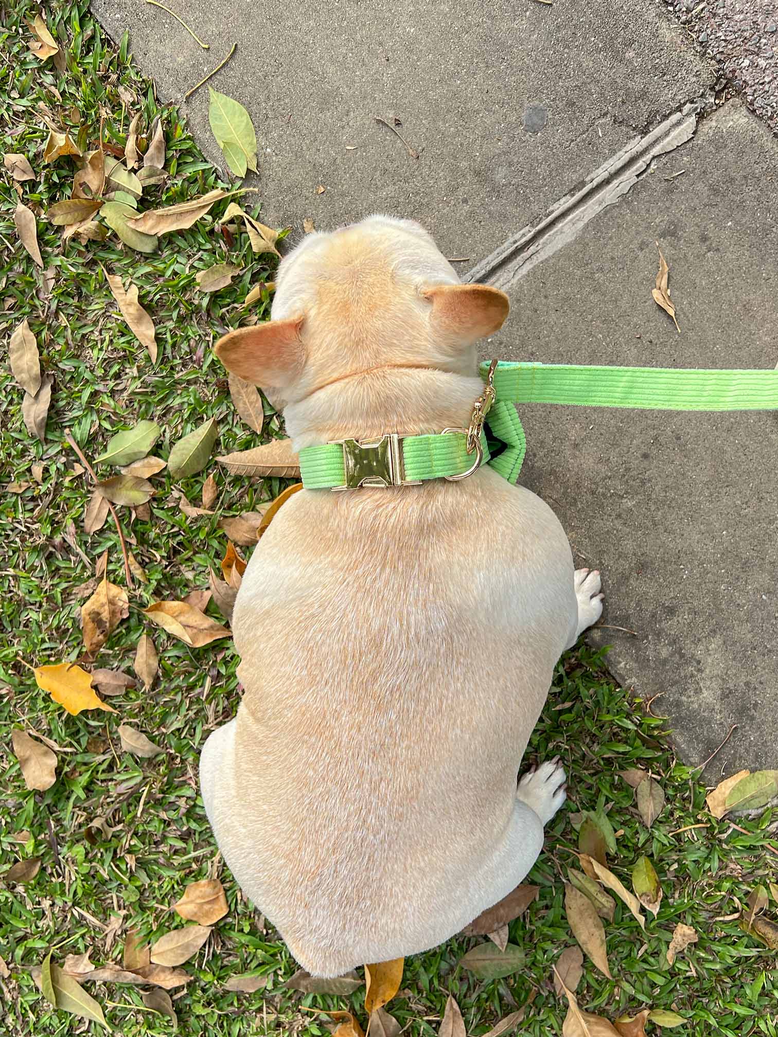 Dog Green Collar Leash Set - Frenchiely