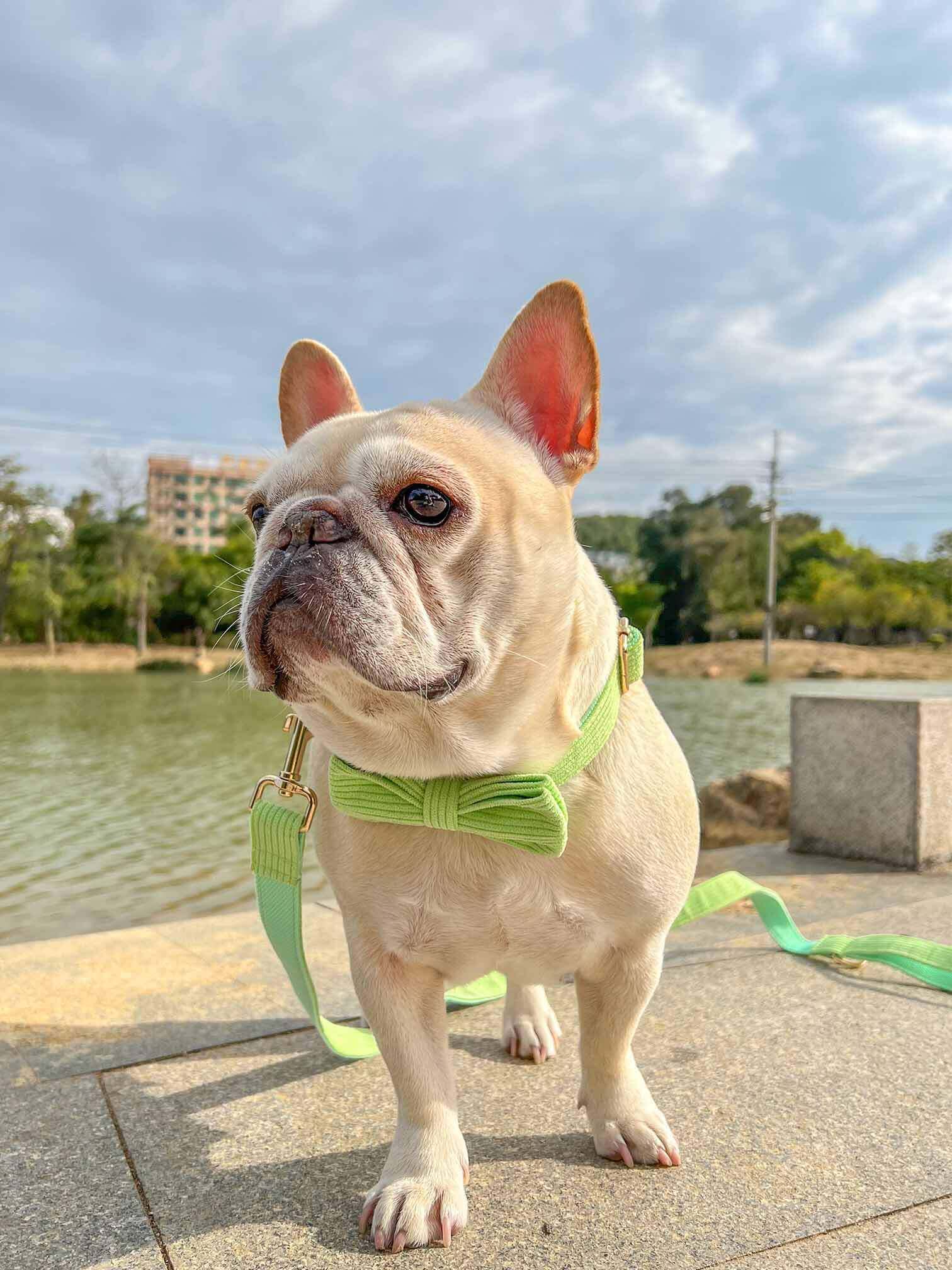 Dog Green Collar Leash Set - Frenchiely