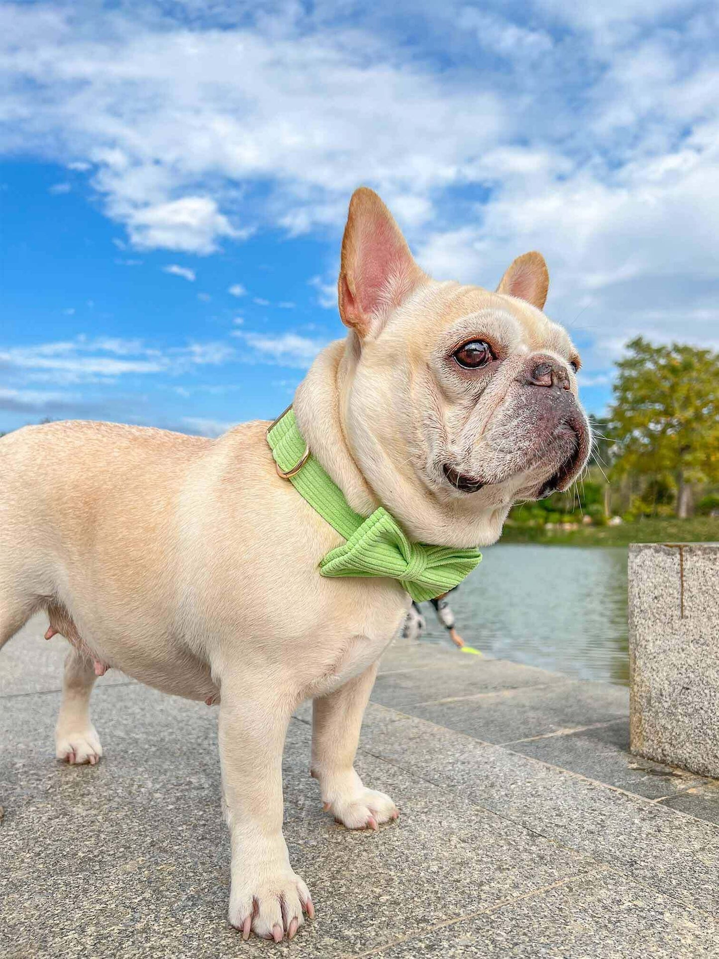 Dog Green Collar Leash Set - Frenchiely