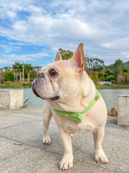 Dog Green Collar Leash Set - Frenchiely