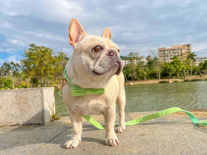 Dog Green Collar Leash Set - Frenchiely