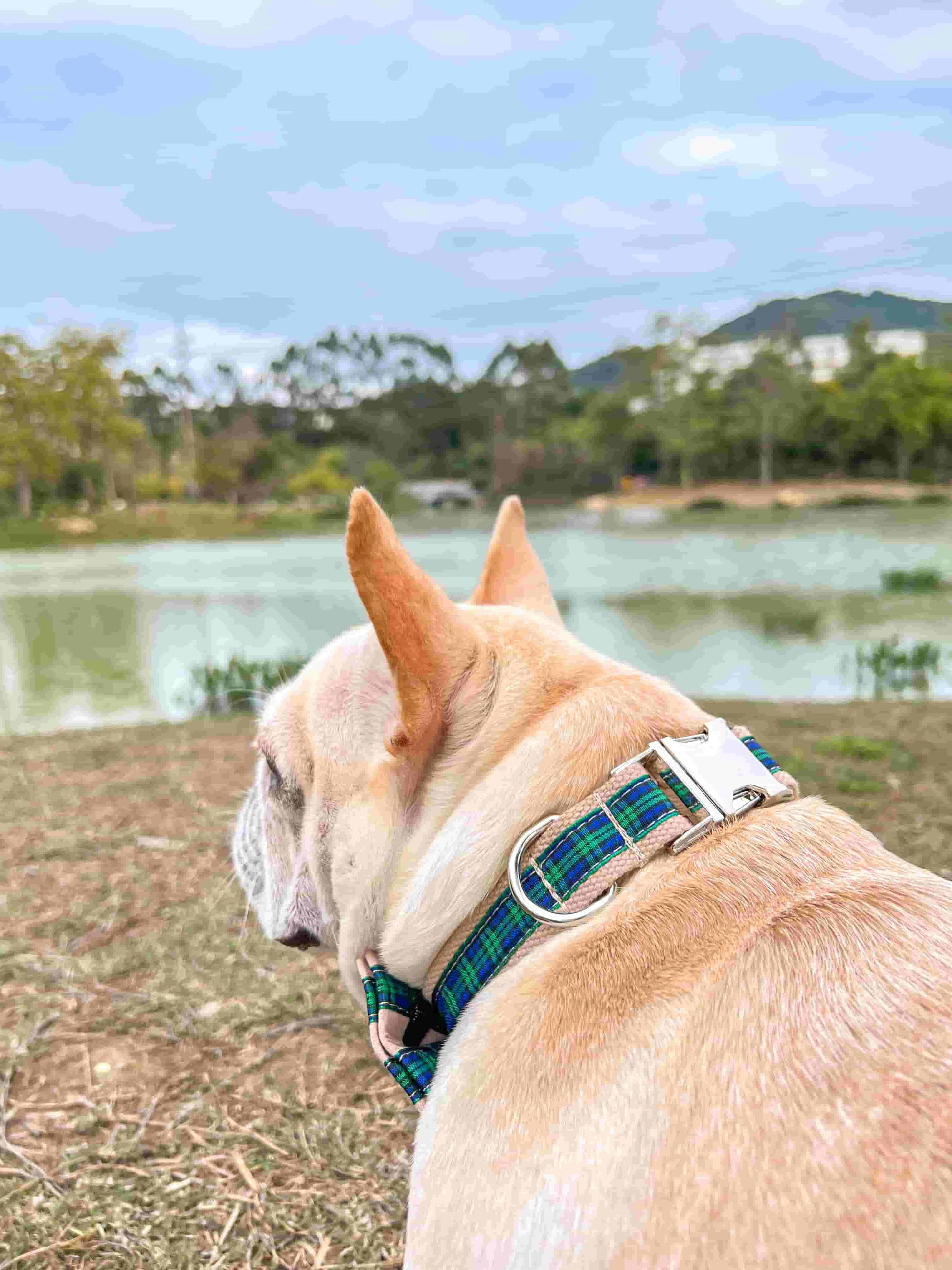 Dog Green Plaid Collar Leash Set - Frenchiely