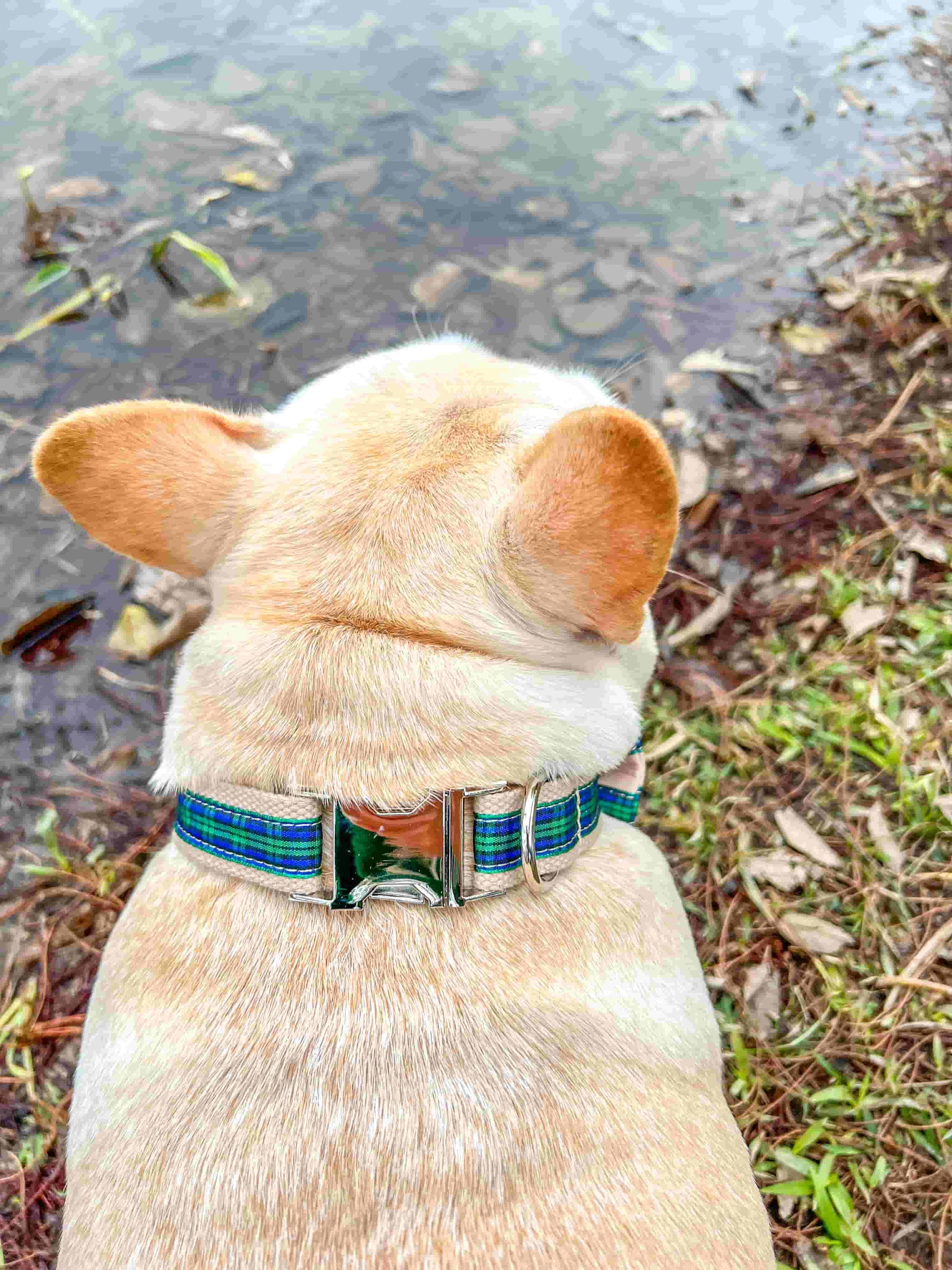 Dog Green Plaid Collar Leash Set - Frenchiely