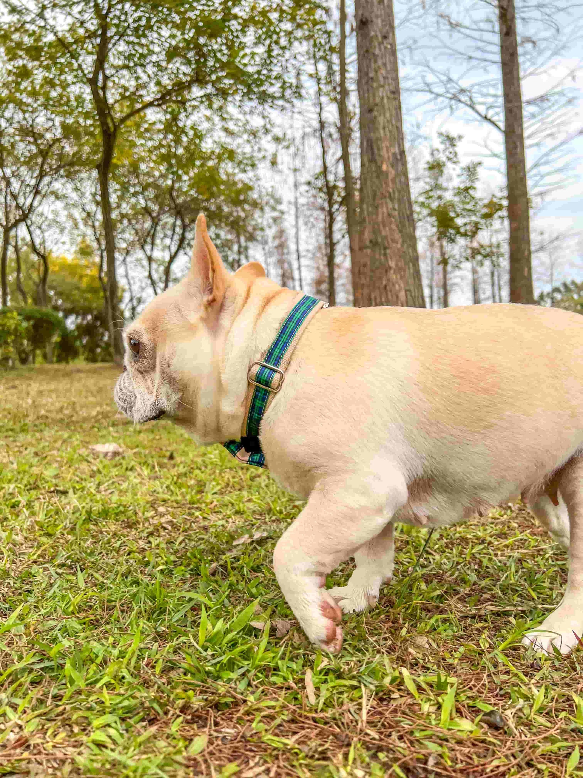 Dog Green Plaid Collar - Frenchiely