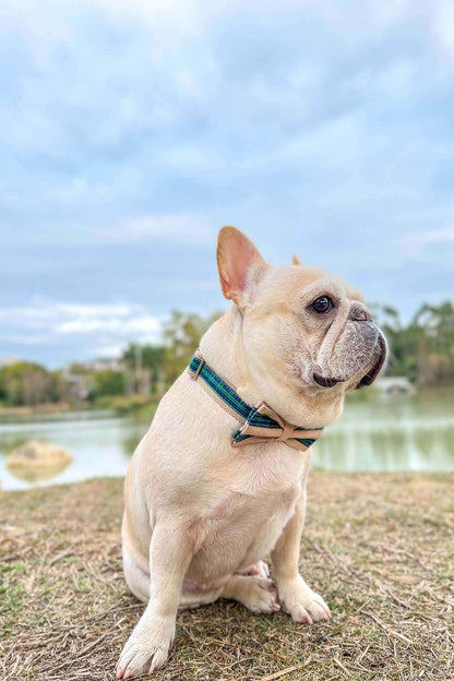 Dog Green Plaid Collar - Frenchiely