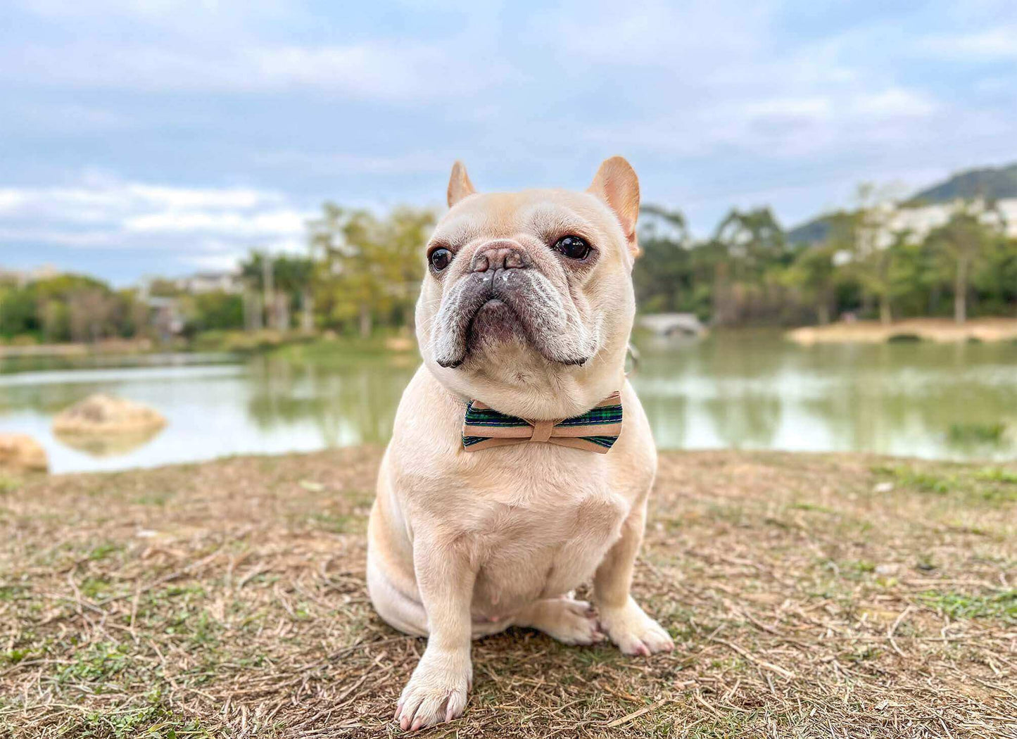 Dog Green Plaid Collar - Frenchiely