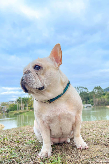 Dog Green Plaid Collar - Frenchiely