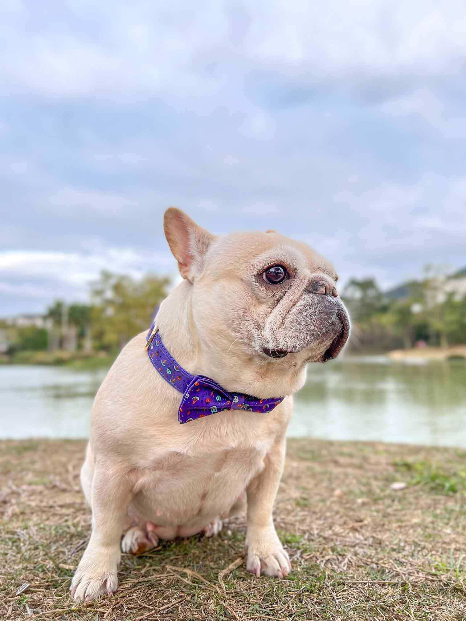 Dog Halloween Collar - Frenchiely