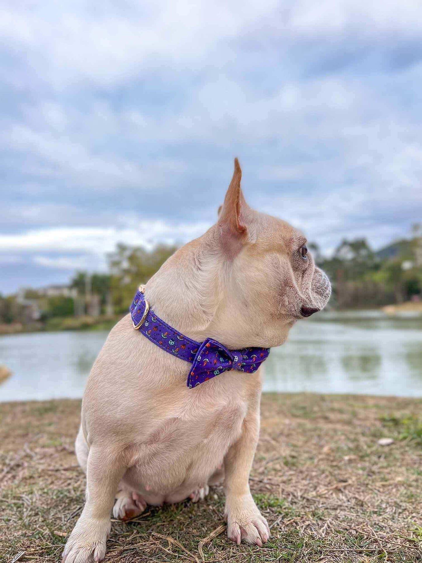 Dog Halloween Collar - Frenchiely