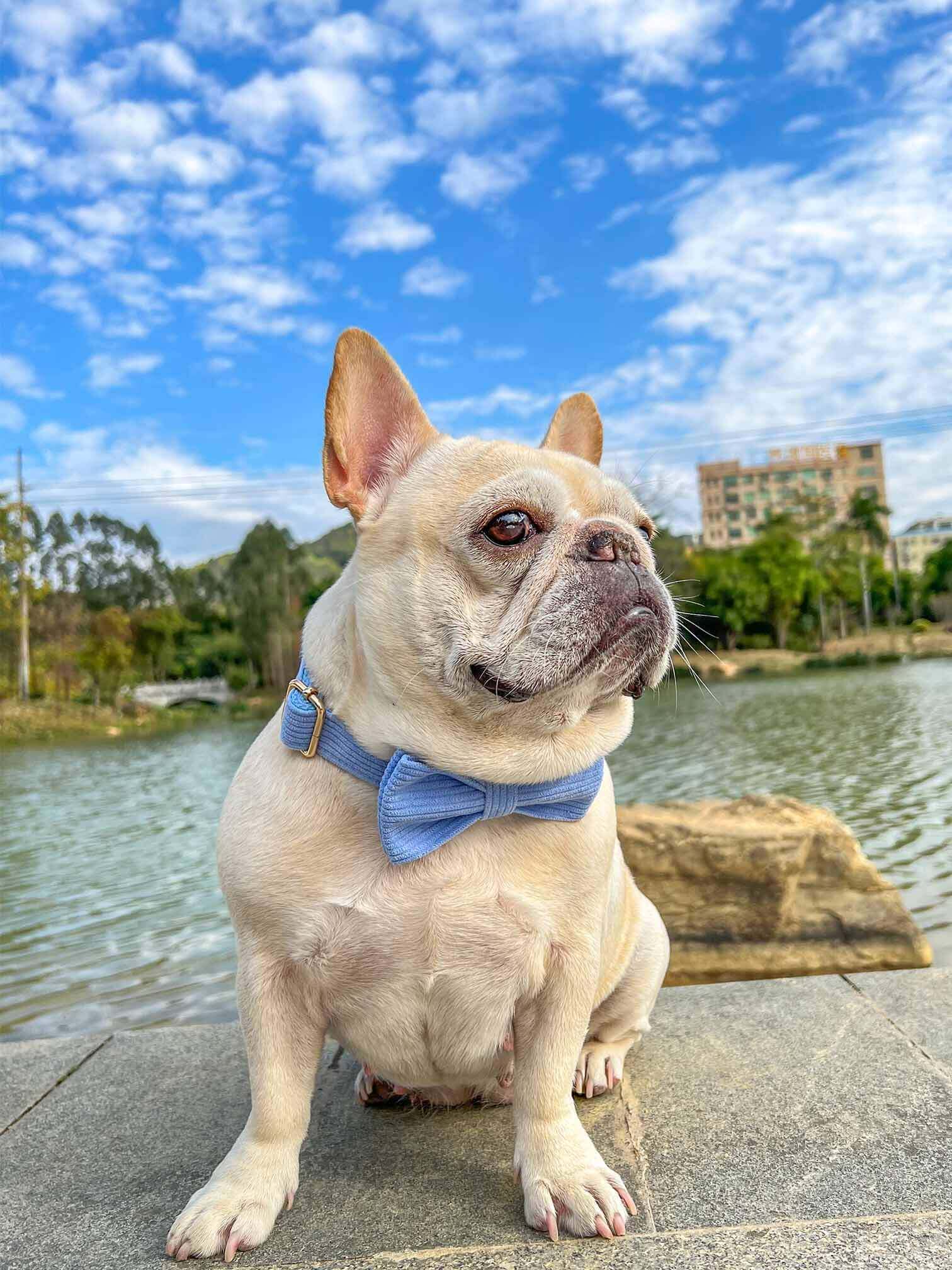 Dog Lilac Collar Leash Set - Frenchiely