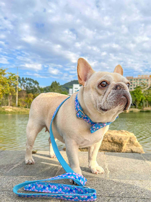 Dog Mermaid Leash Set - Frenchiely