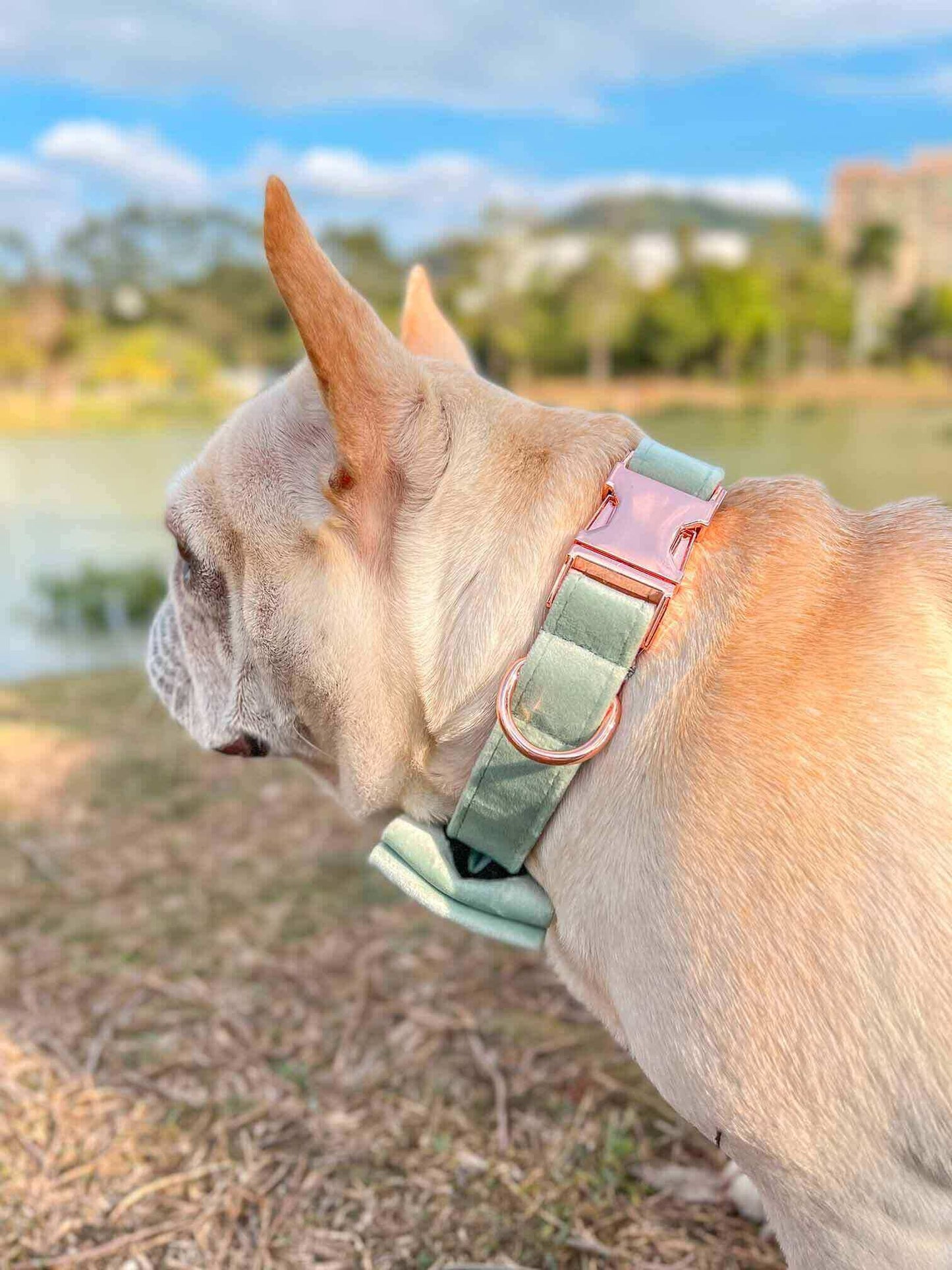 Dog Mint Green Collar - Frenchiely