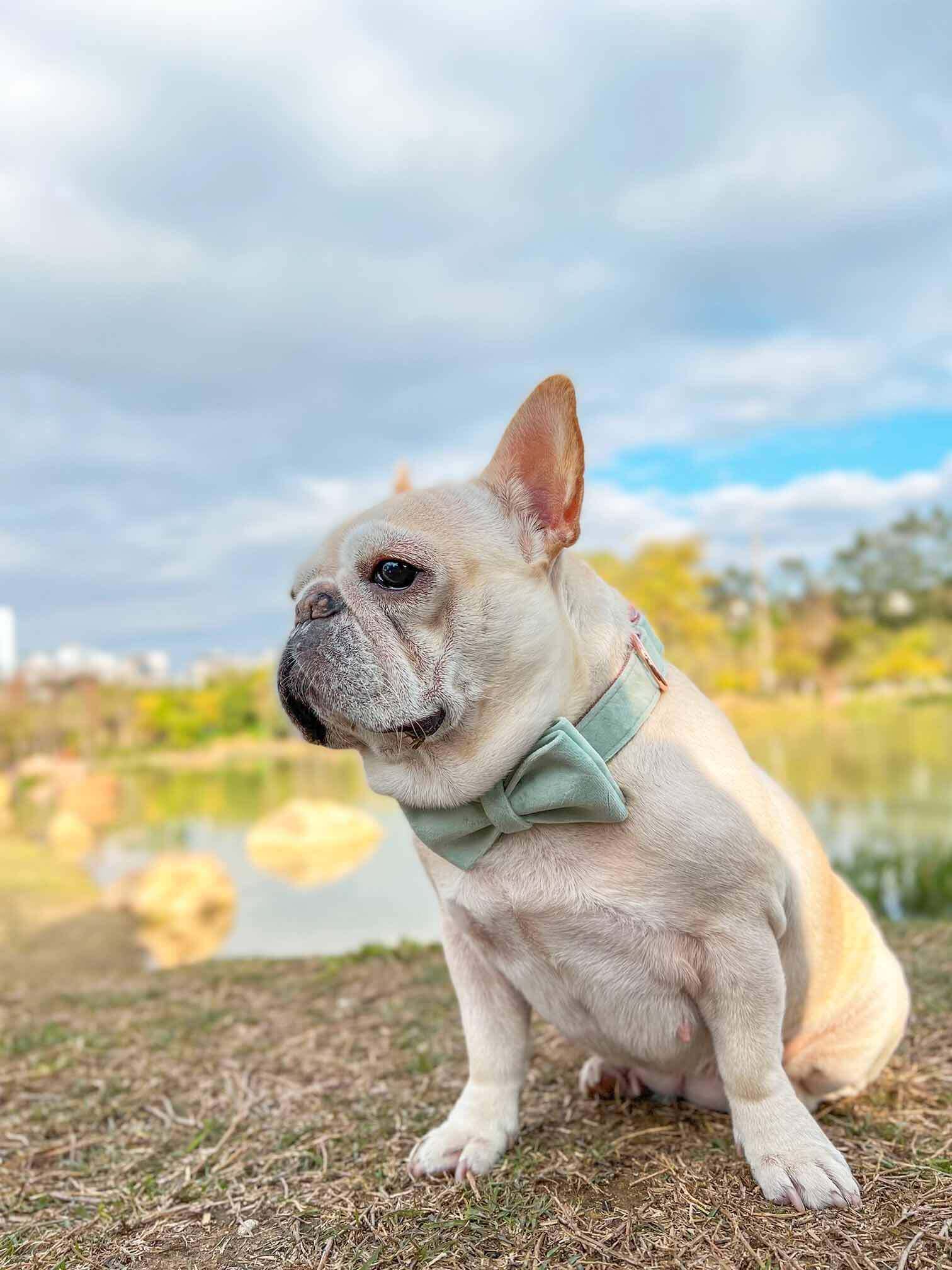 Dog Mint Green Collar - Frenchiely