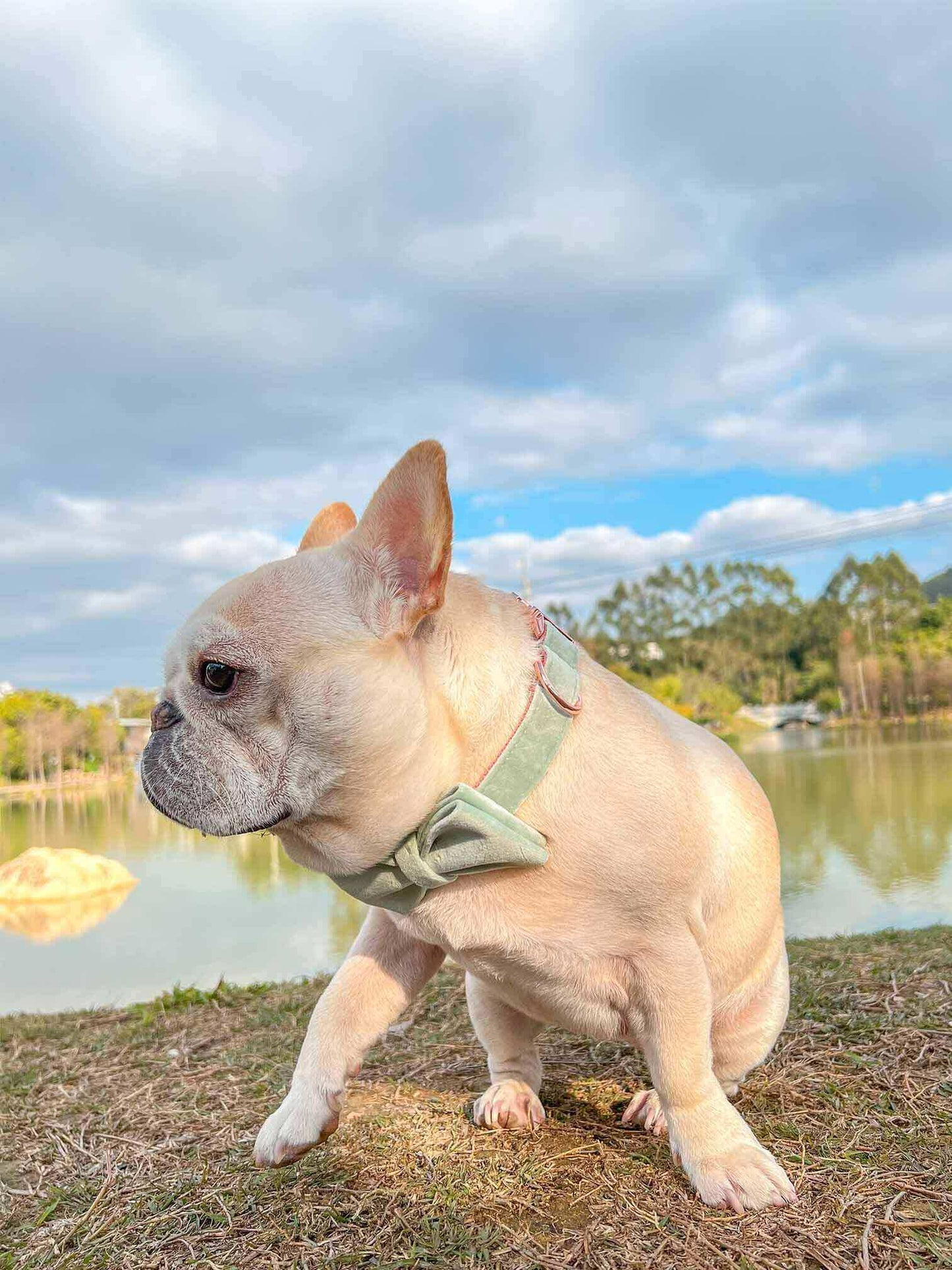 Dog Mint Green Collar - Frenchiely