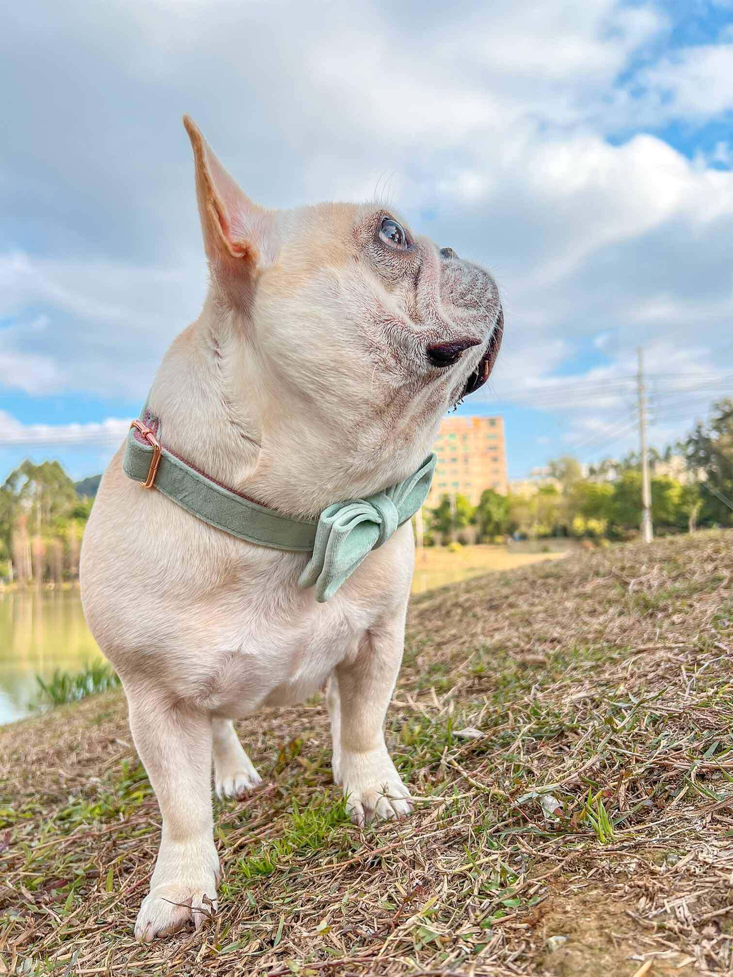 Dog Mint Green Collar - Frenchiely