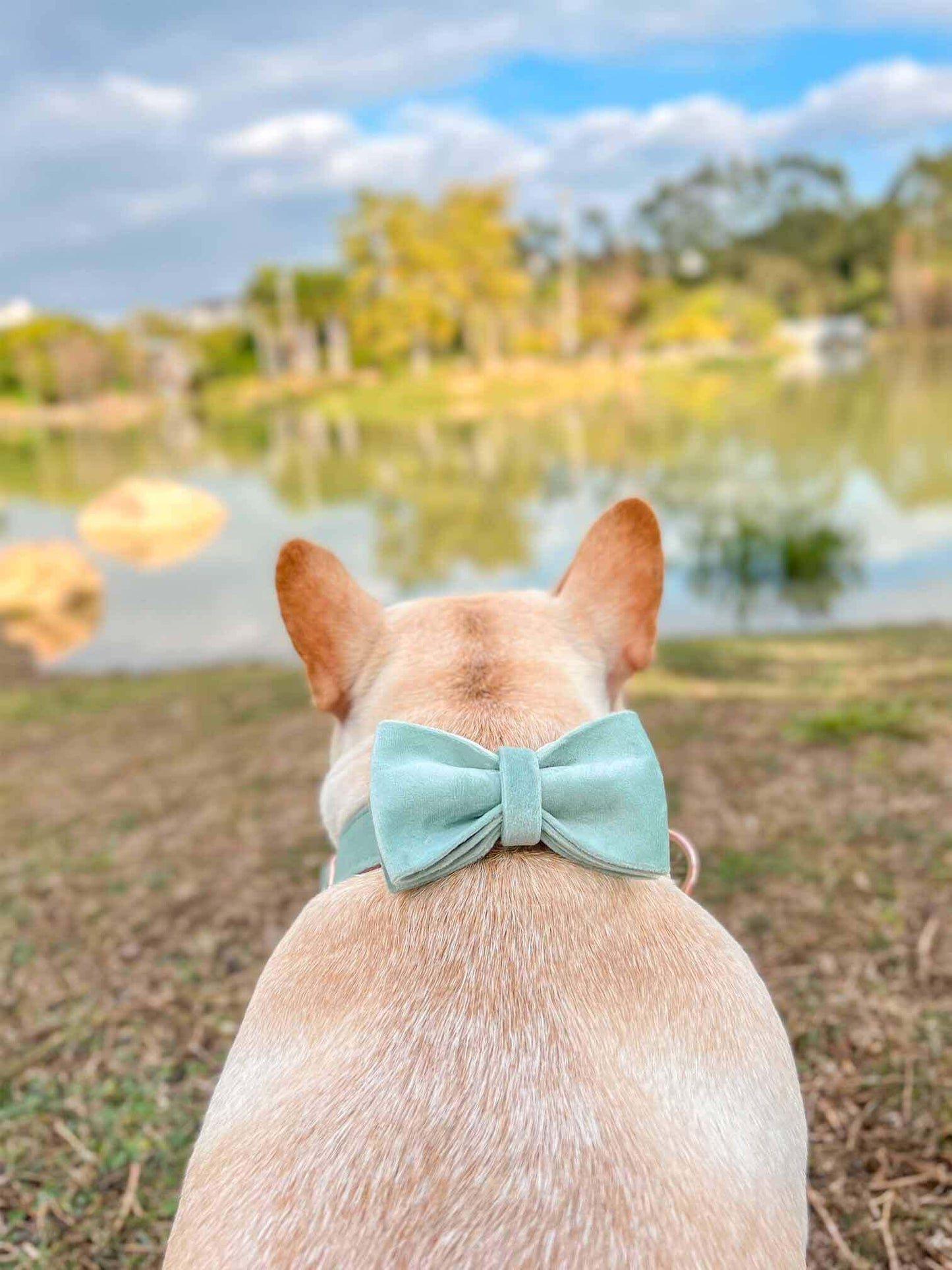 Dog Mint Green Collar - Frenchiely