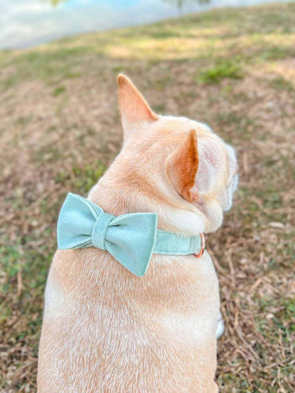 Dog Mint Green Collar - Frenchiely