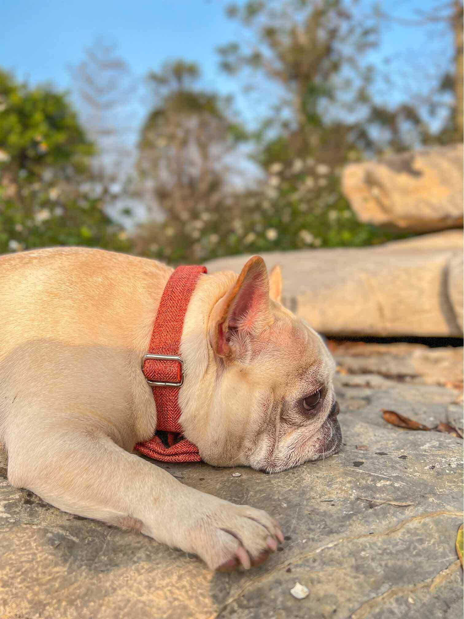 Dog Orange Collar - Frenchiely