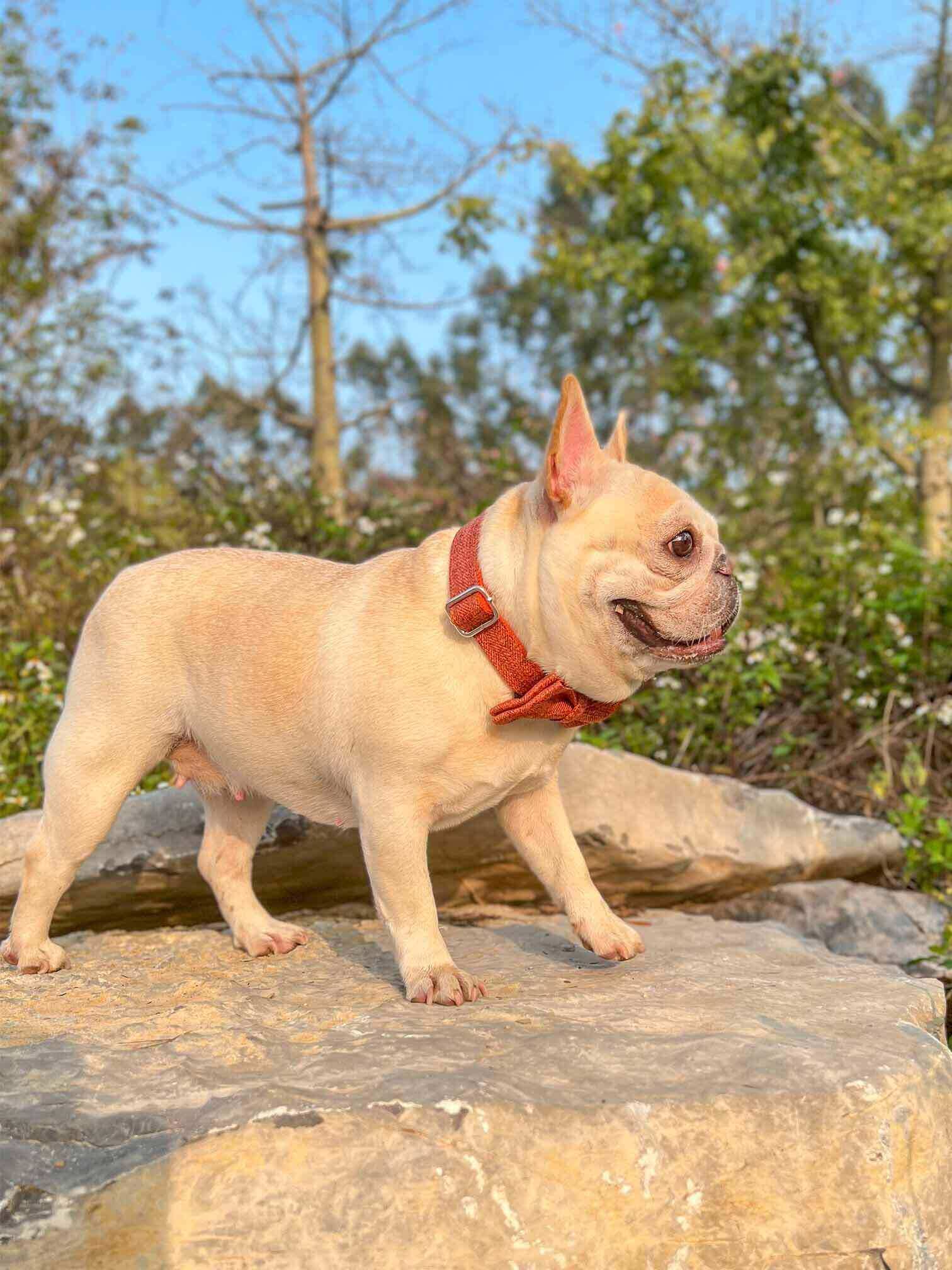 Dog Orange Collar - Frenchiely