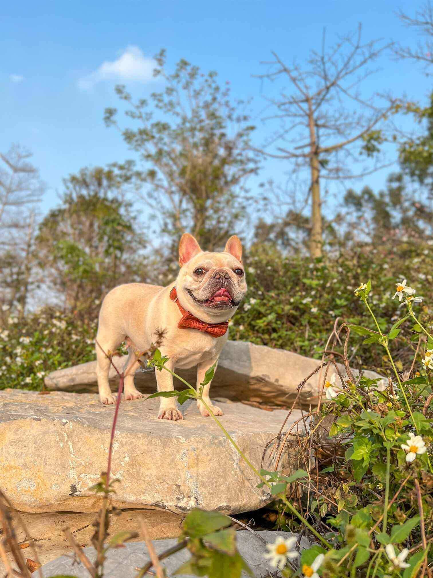 Dog Orange Collar - Frenchiely