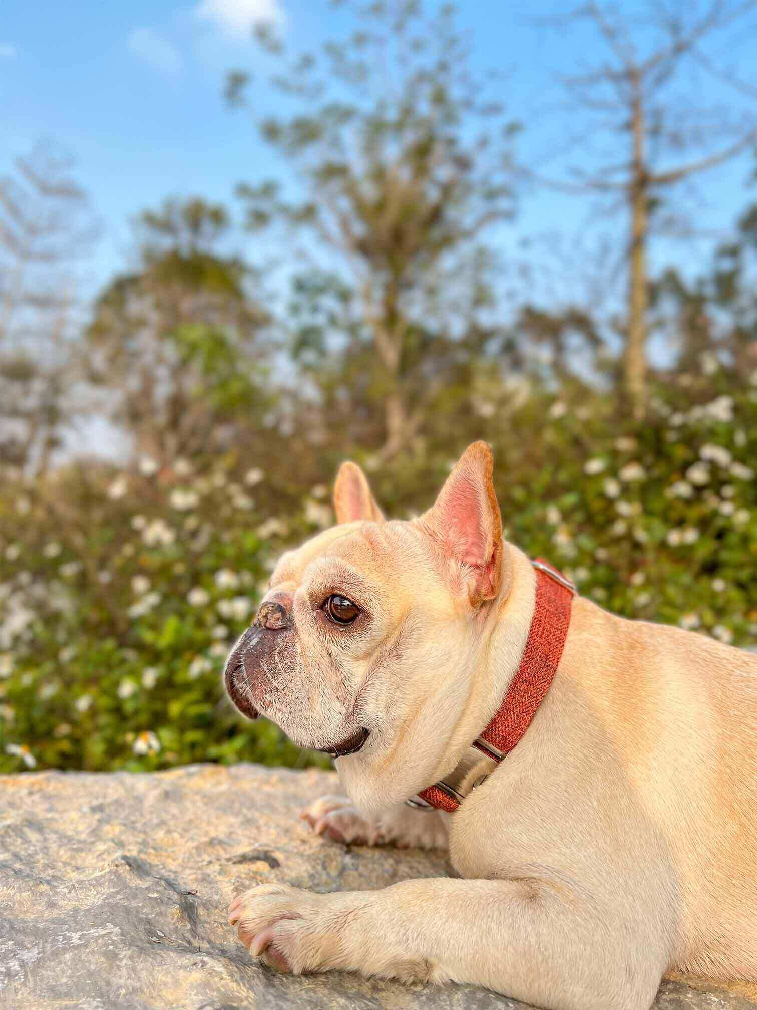 Dog Orange Collar - Frenchiely