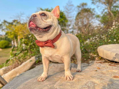 Dog Orange Collar - Frenchiely