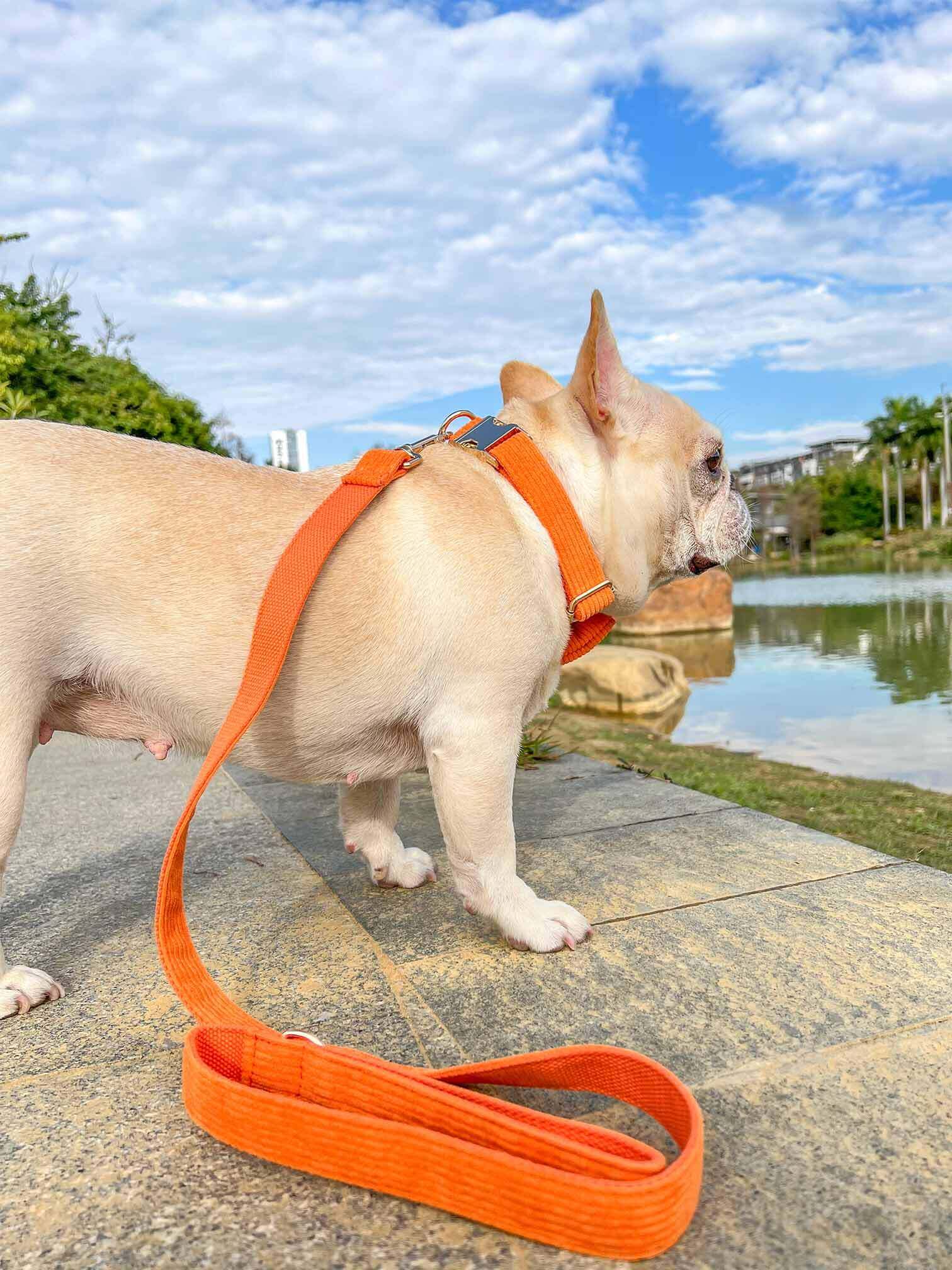 Dog Orange Collar Leash Set - Frenchiely