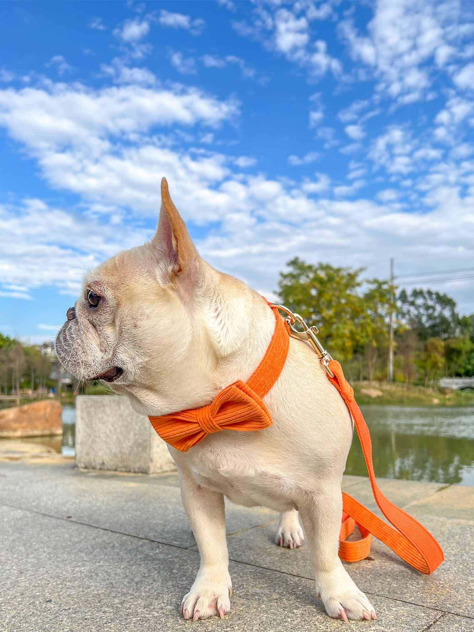 Dog Orange Collar Leash Set - Frenchiely