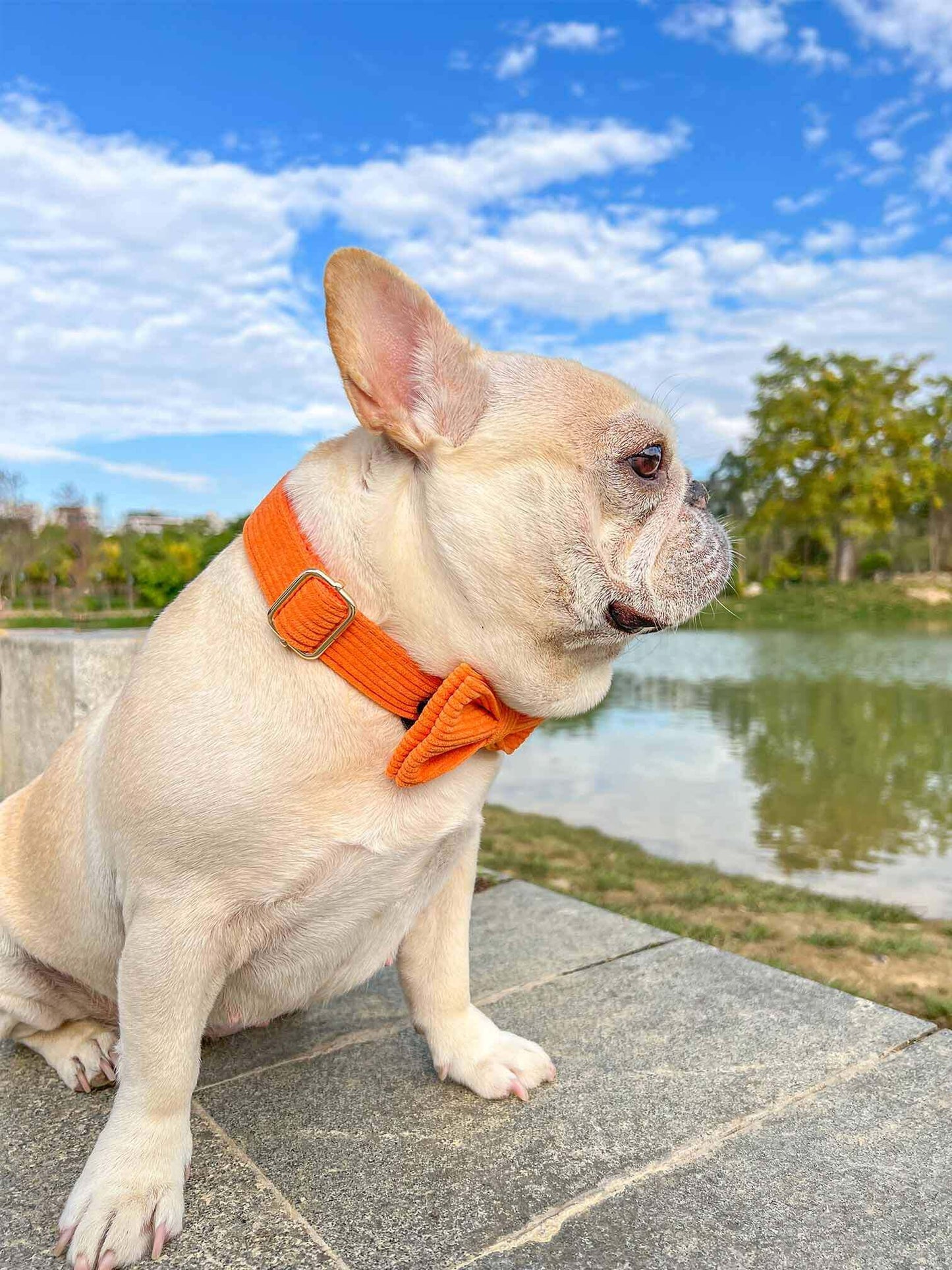 Dog Orange Collar Leash Set - Frenchiely