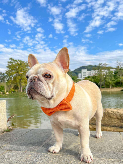 Dog Orange Collar Leash Set - Frenchiely