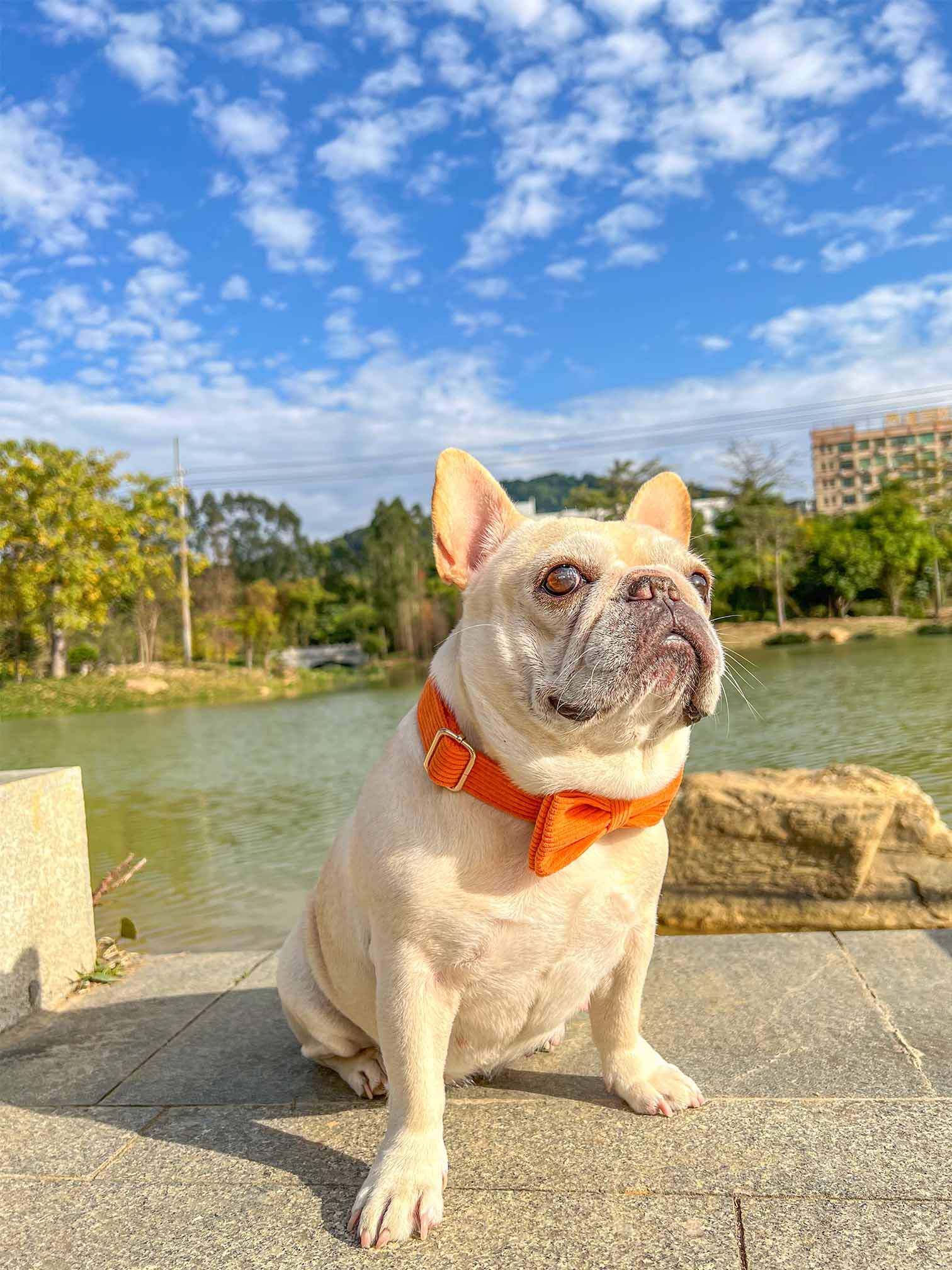 Dog Orange Collar Leash Set - Frenchiely