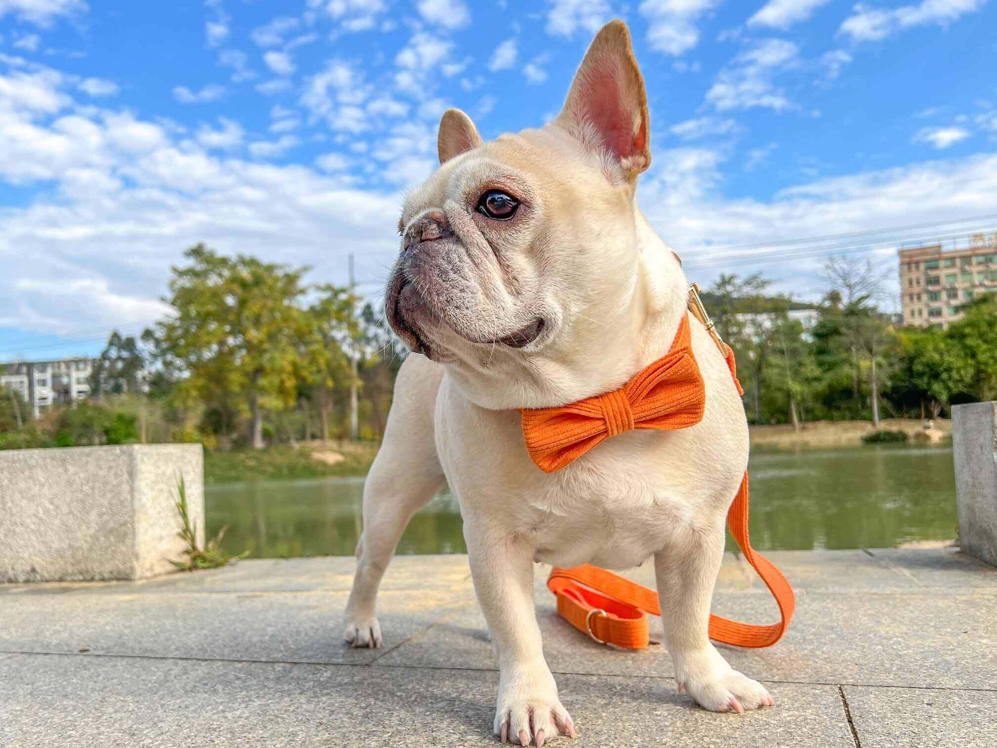 Dog Orange Collar Leash Set - Frenchiely