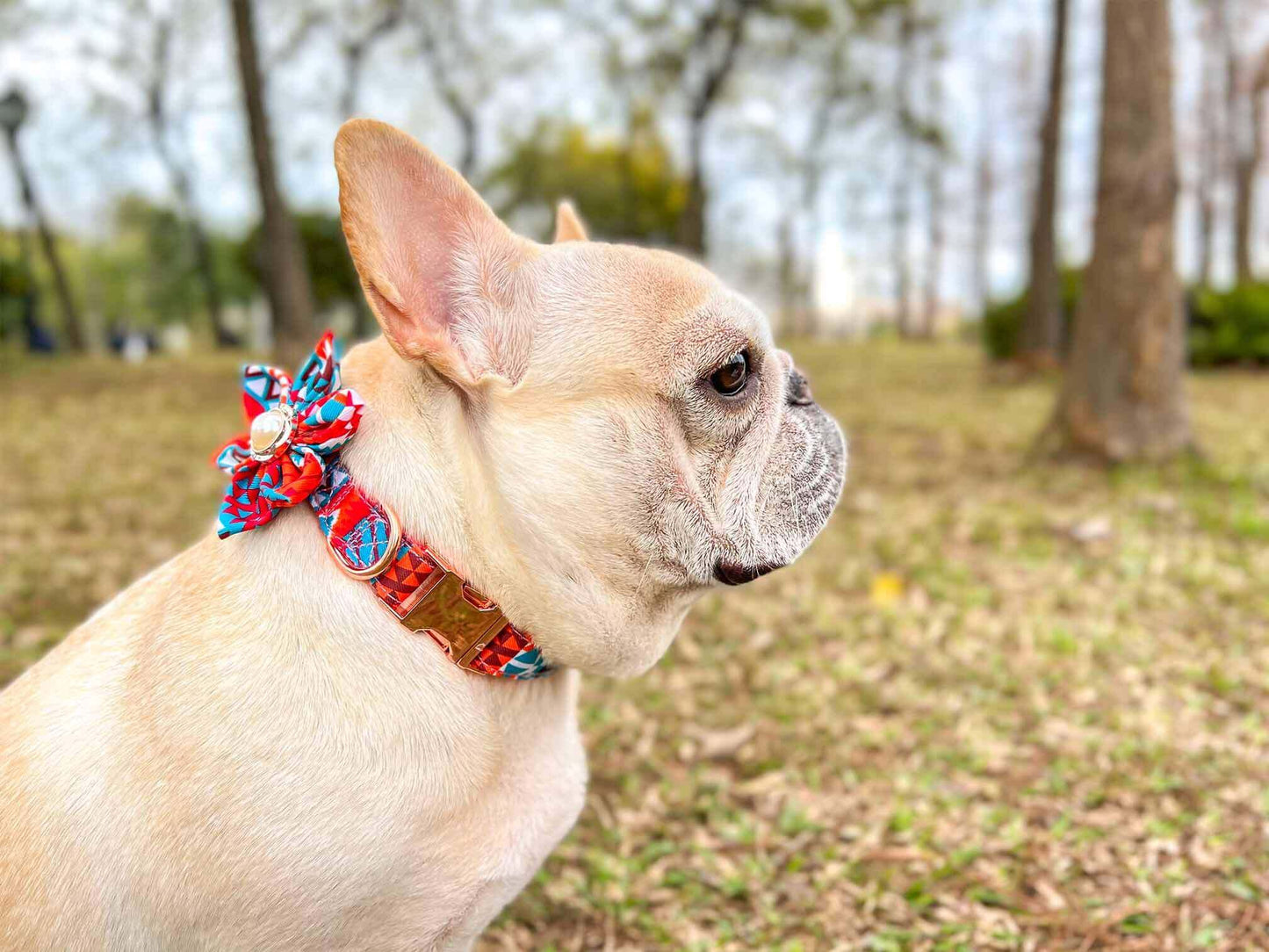 Dog Orange Flower Collar - Frenchiely